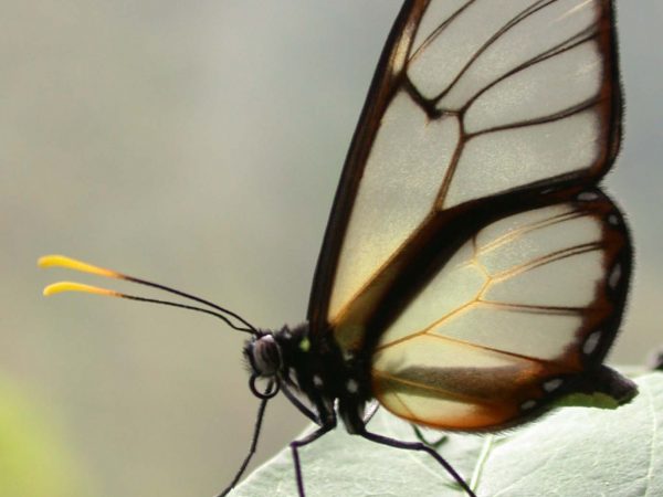 Dircenna adina adult