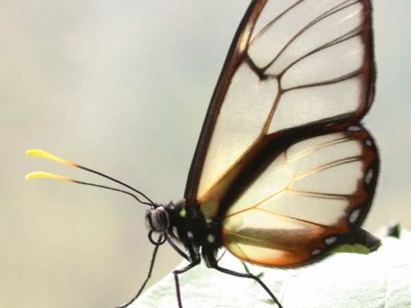 Dircenna adina adult