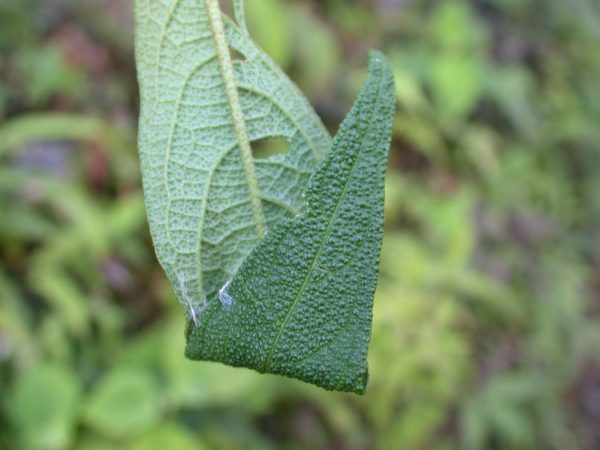 Dircenna adina curl-leaf, KRW-48