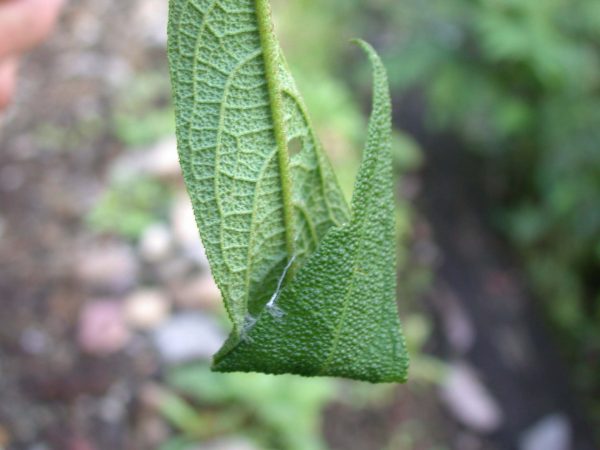 Dircenna adina curl-leaf, KRW-48