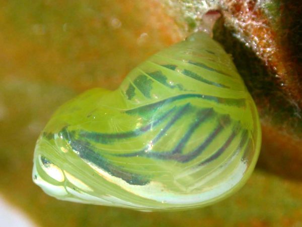 Dircenna adina pupa, KRW-33