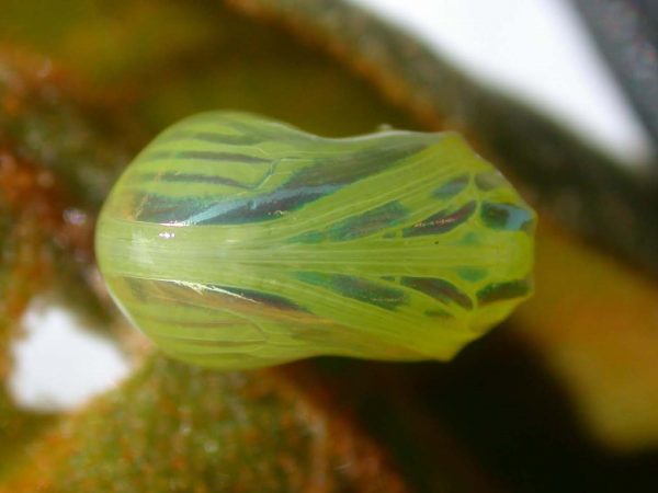 Dircenna adina pupa, KRW-33