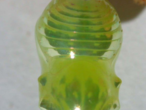 Dircenna adina pupa dorsal, KRW-33