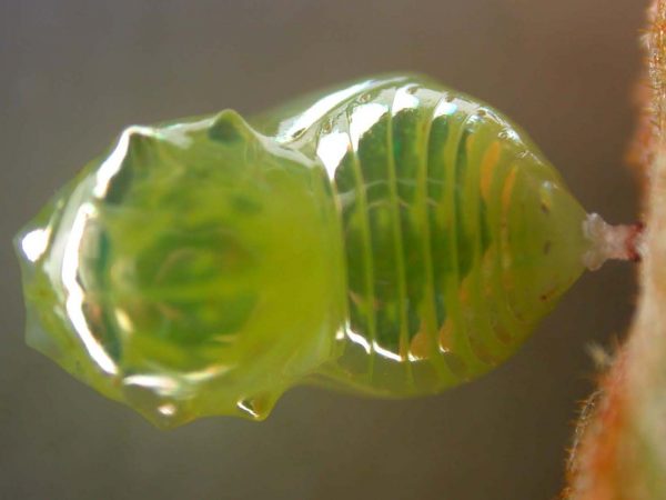 Dircenna adina pupa dorsal, KRW-33