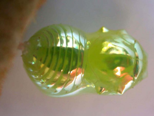 Dircenna adina pupa dorsal, KRW-33