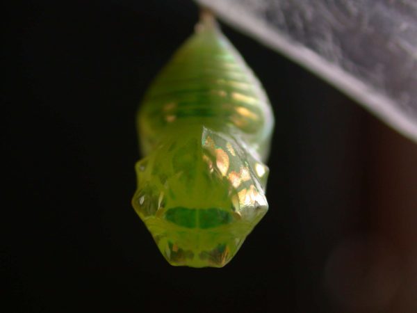 Dircenna adina pupa, KRW-40-0