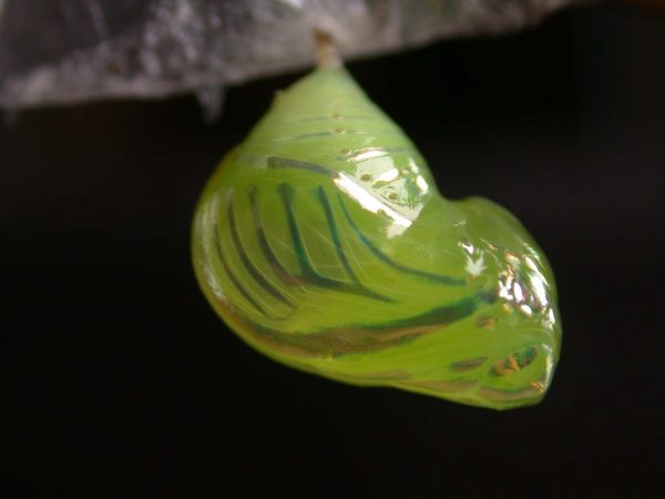 Dircenna adina pupa, KRW-49-0