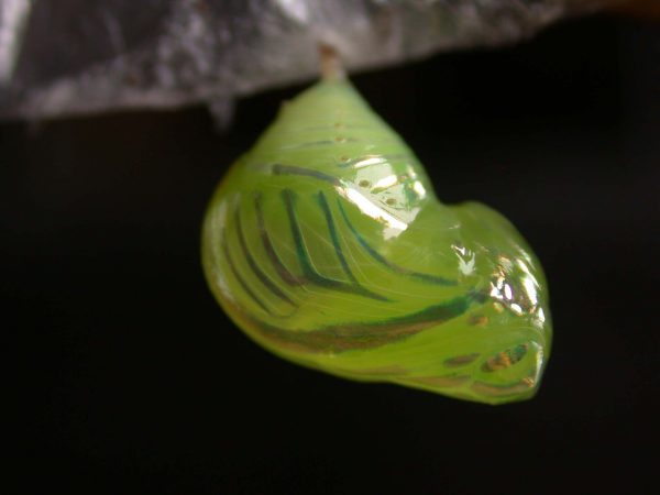 Dircenna adina pupa, KRW-49-0