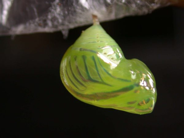 Dircenna adina pupa, KRW-49-0