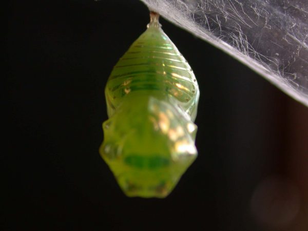 Dircenna adina pupa, KRW-49-0