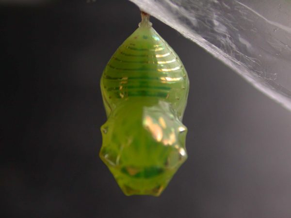 Dircenna adina pupa, KRW-49-0