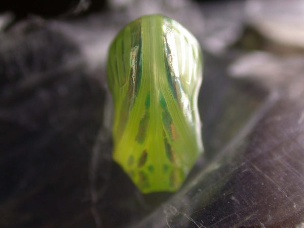 Dircenna adina pupa, KRW-49-0