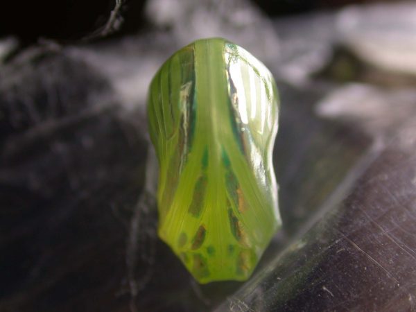 Dircenna adina pupa, KRW-49-0