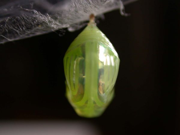 Dircenna adina pupa, KRW-49-0