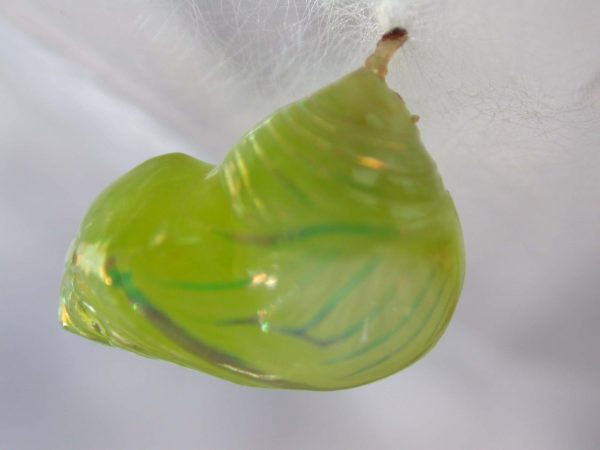 Dircenna adina pupa, KRW-49-3