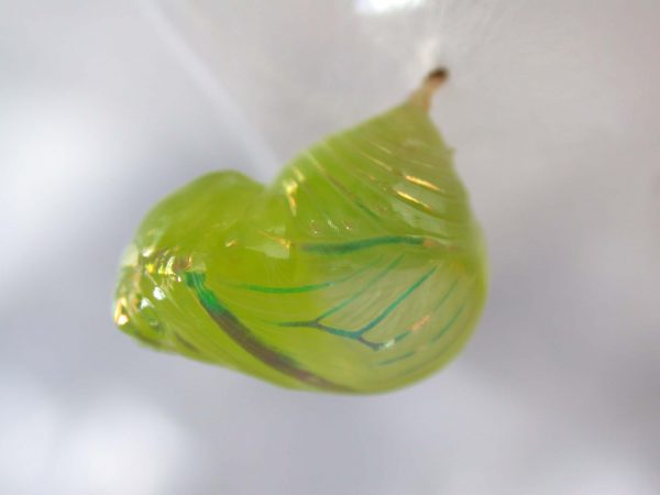 Dircenna adina pupa, KRW-49-3