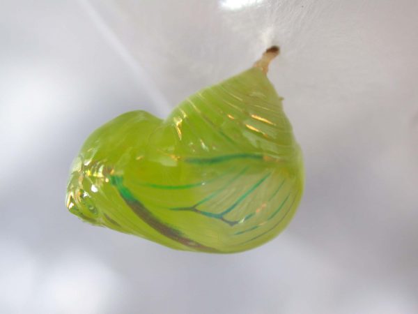 Dircenna adina pupa, KRW-49-3