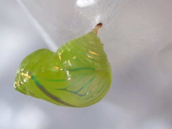 Dircenna adina pupa, KRW-49-3