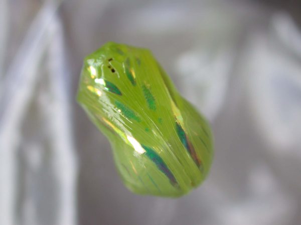 Dircenna adina pupa, KRW-49-3