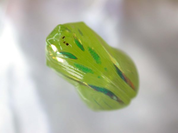 Dircenna adina pupa, KRW-49-3