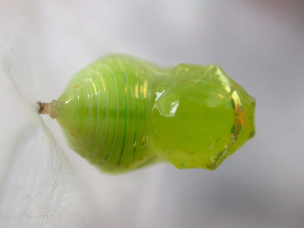 Dircenna adina pupa, KRW-49-3