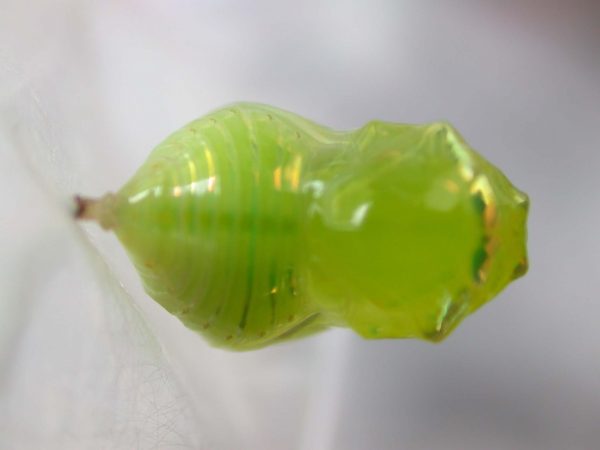 Dircenna adina pupa, KRW-49-3