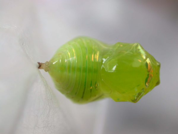 Dircenna adina pupa, KRW-49-3