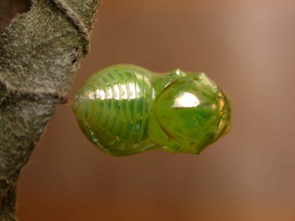 Dircenna adina pupa dorsal, KRW-119