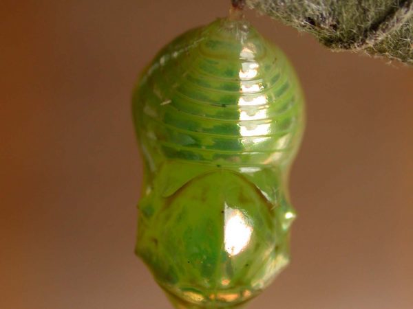 Dircenna adina pupa dorsal, KRW-119