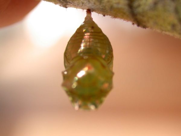Dircenna adina pupa dorsal, KRW-177