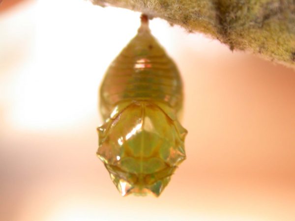 Dircenna adina pupa dorsal, KRW-177