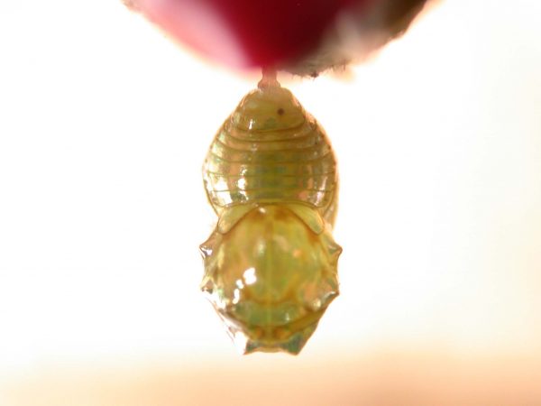 Dircenna adina pupa dorsal, KRW-177