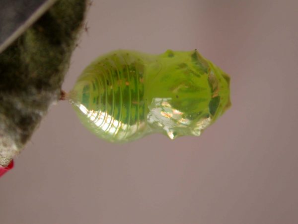 Dircenna adina pupa dorsal, KRW-177