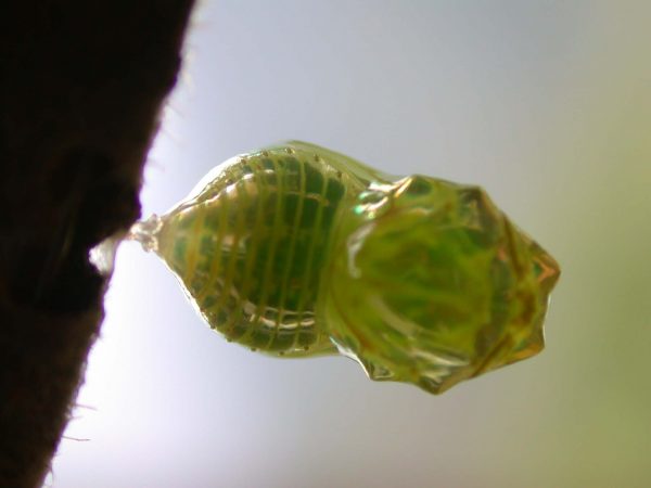 Dircenna adina pupa dorsal, KRW-177