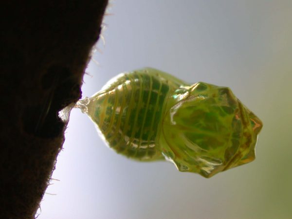 Dircenna adina pupa dorsal, KRW-177