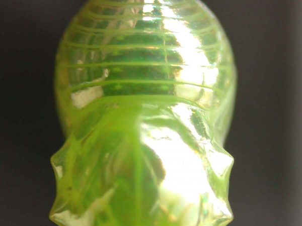 Dircenna adina pupa dorsal, KRW-260