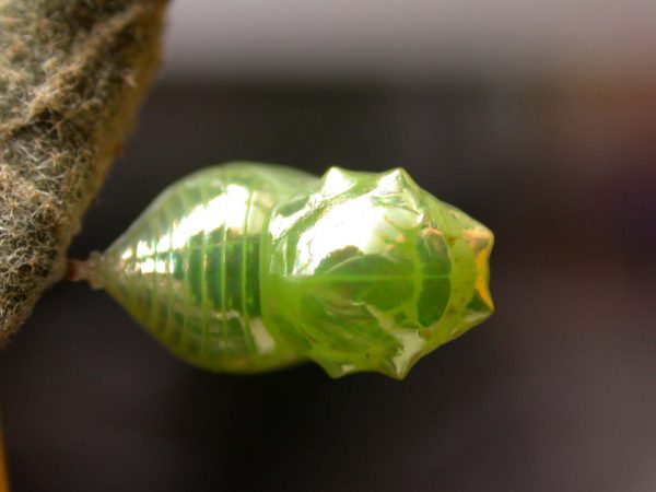 Dircenna adina pupa dorsal, KRW-260