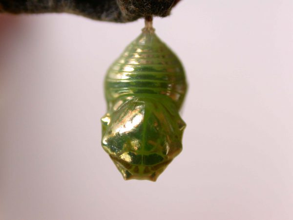 Dircenna adina pupa dorsal, KRW-26