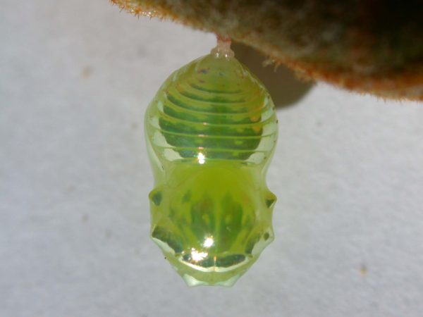 Dircenna adina pupa, KRW-33