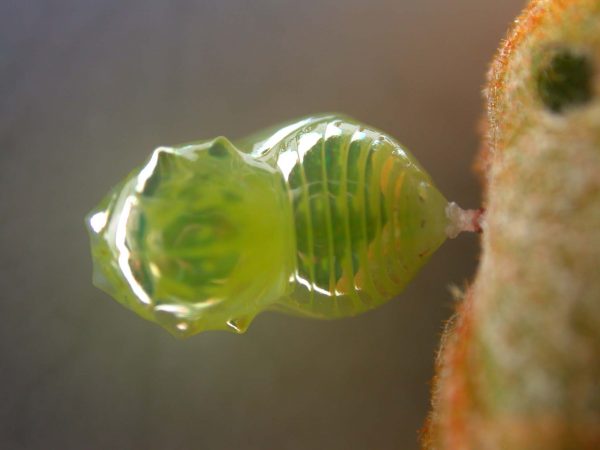 Dircenna adina pupa, KRW-33