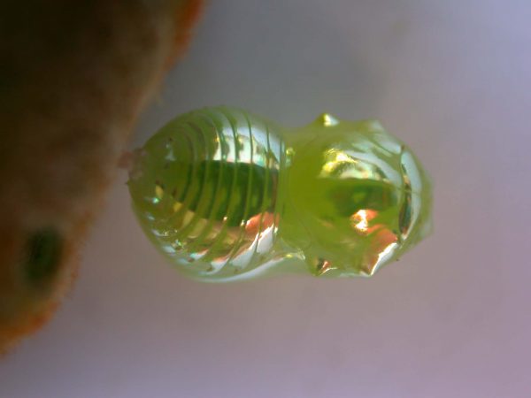 Dircenna adina pupa, KRW-33