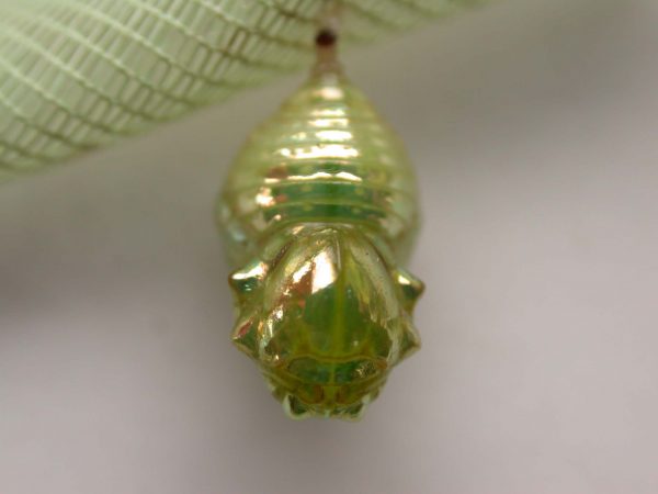 Dircenna adina pupa dorsal, KRW-48