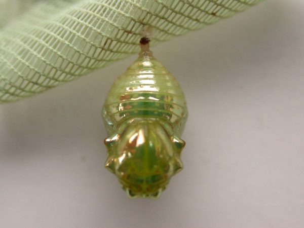 Dircenna adina pupa dorsal, KRW-48
