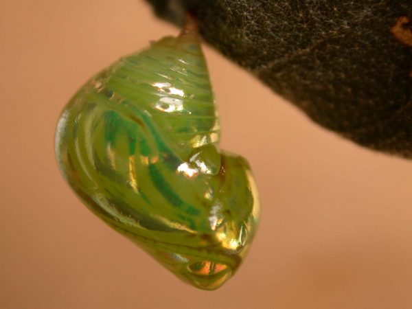 Dircenna adina pupa lateral, KRW-119