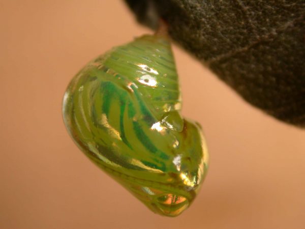 Dircenna adina pupa lateral, KRW-119