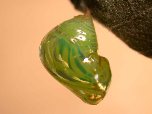 Dircenna adina pupa lateral, KRW-119