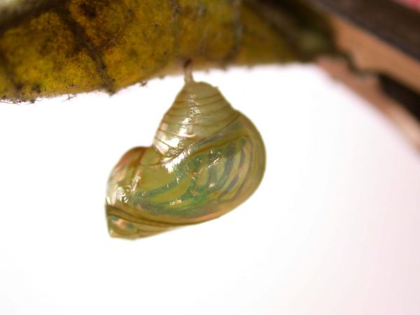 Dircenna adina pupa lateral, KRW-177