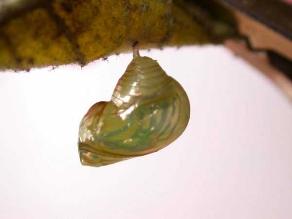 Dircenna adina pupa lateral, KRW-177