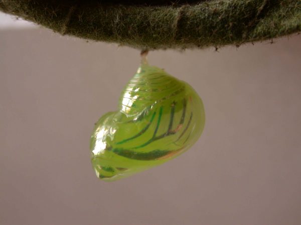 Dircenna adina pupa lateral, KRW-177