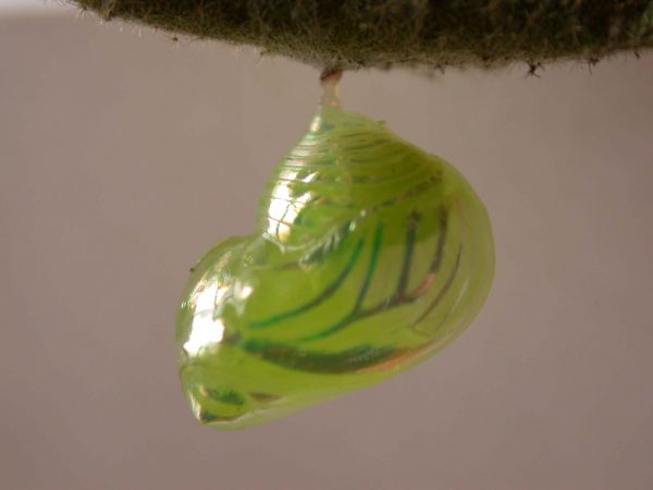 Dircenna adina pupa lateral, KRW-177